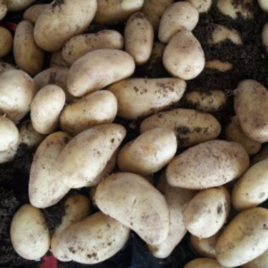 Potato